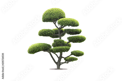 bonsai tree in garden isolated on white background photo