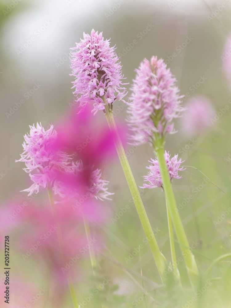 Fototapeta premium beautiful scene of flowers in spring. wild orchids: ophrys papilionacea and orchid italica in its natural environment. Extemadura, Spain