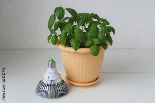 Basil grows in a pot and led fitolamp