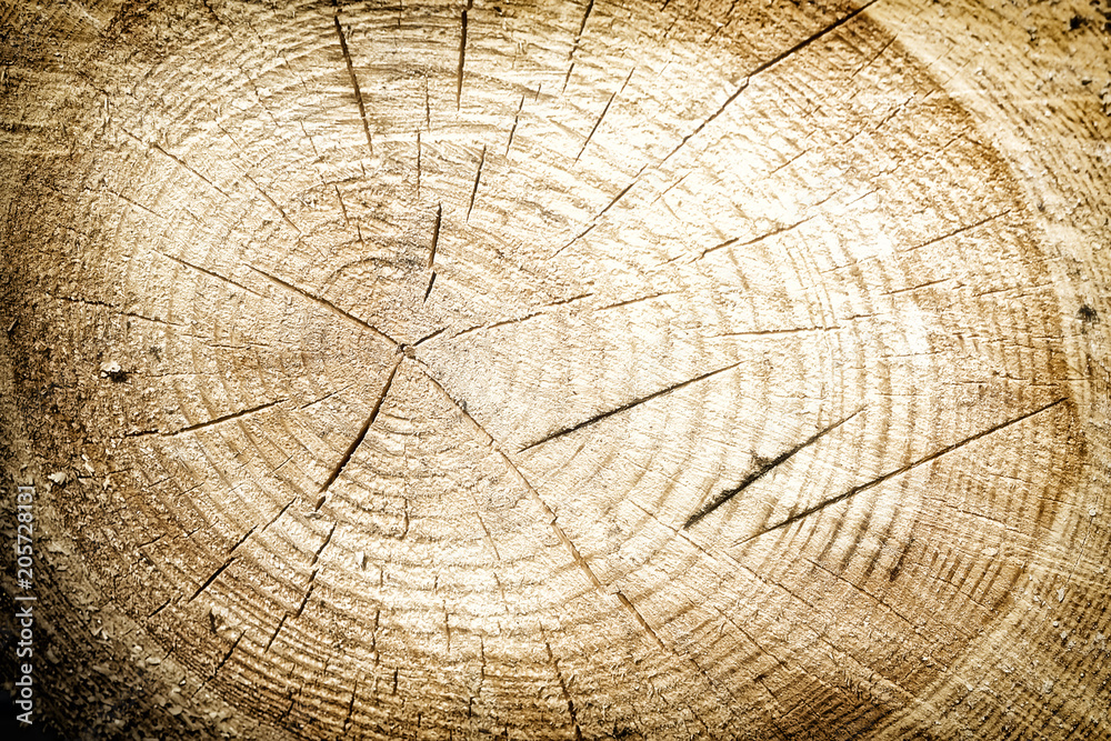 Naklejka premium Fresh tree stump cut background or texture.