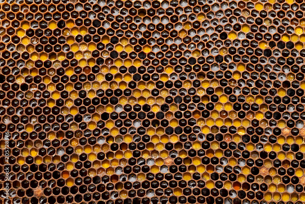 Honeycomb texture Honeycomb texture