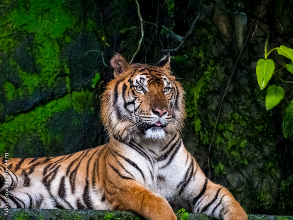 Beautiful Bengal tiger, queen tiger in forest show action nature. Beautiful Bengal tiger, queen tiger in forest show action nature.
