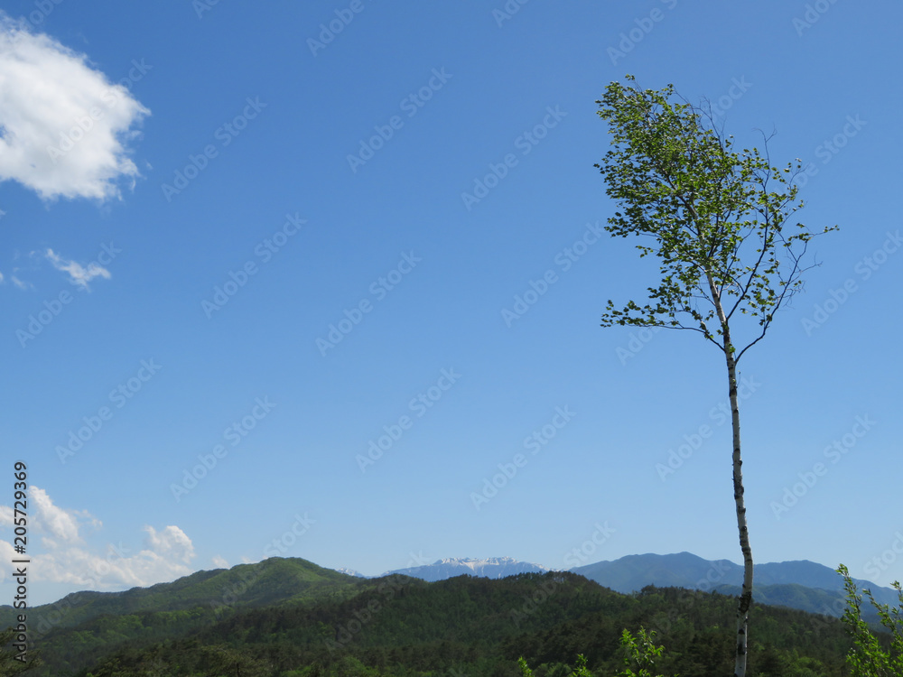 Obraz premium 日本の中央アルプスと白樺