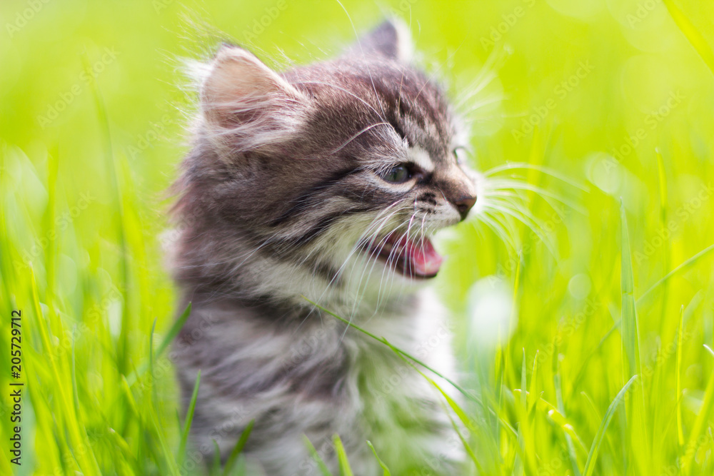 cute little kitten sitting in the grass in the sun