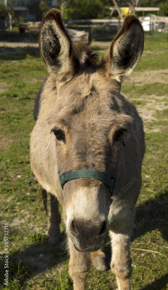Donkey on the pasture in the Black Forest, Buehl, Germany, Baden Wuerttemberg Donkey on the pasture in the Black Forest, Buehl, Germany, Baden Wuerttemberg