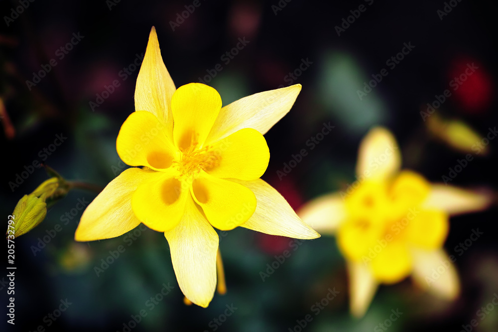 Obraz premium flower