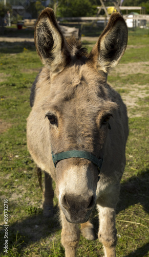 Donkey on the pasture in the Black Forest, Buehl, Germany, Baden Wuerttemberg © karlo54