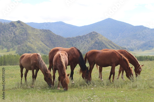 Herd of horses in Altai mountains