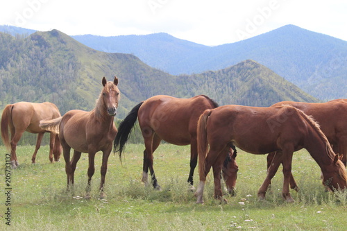 Herd of horses and their leader in Altai mountains