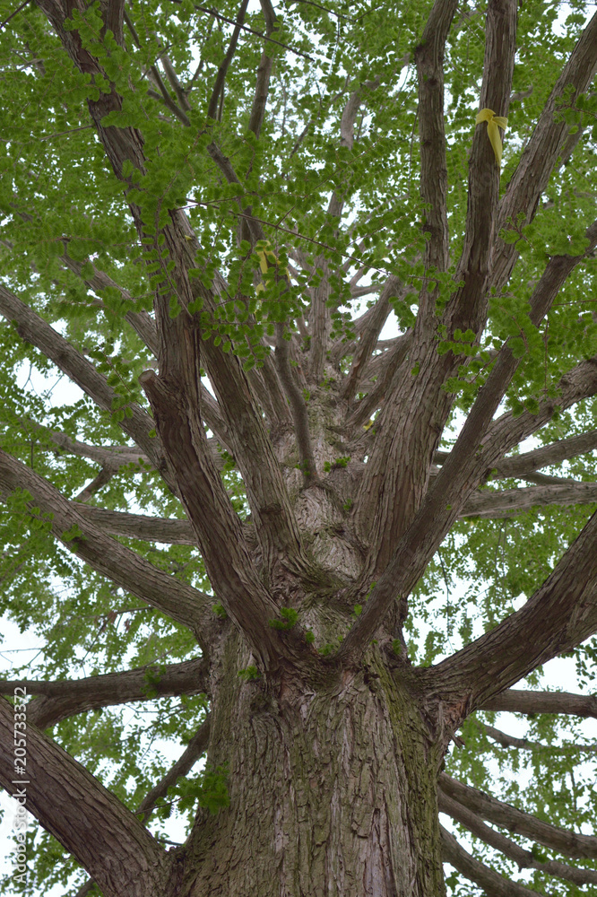 a giant poplar tree with fresh leaves / 新緑のポプラの巨木 - 下から見上げたタテ撮 a giant poplar tree with fresh leaves / 新緑のポプラの巨木 - 下から見上げたタテ撮