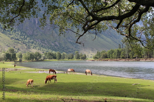 Horses and cows in Chulishman valley