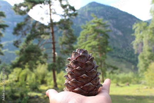 Cedar cone in hand. Altay mountains