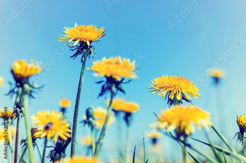Yellow dandelion against blue sky. Retro style.