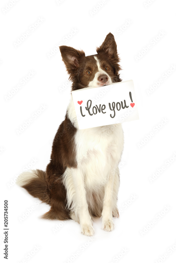 Encommium bringe handlingen Præsident Collie border dog with card "I love you" in her mouth Stock Photo | Adobe  Stock