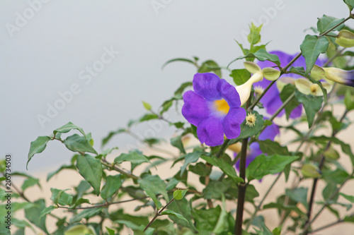 Blue thunbergia erecta flower with green leaf on river background photo