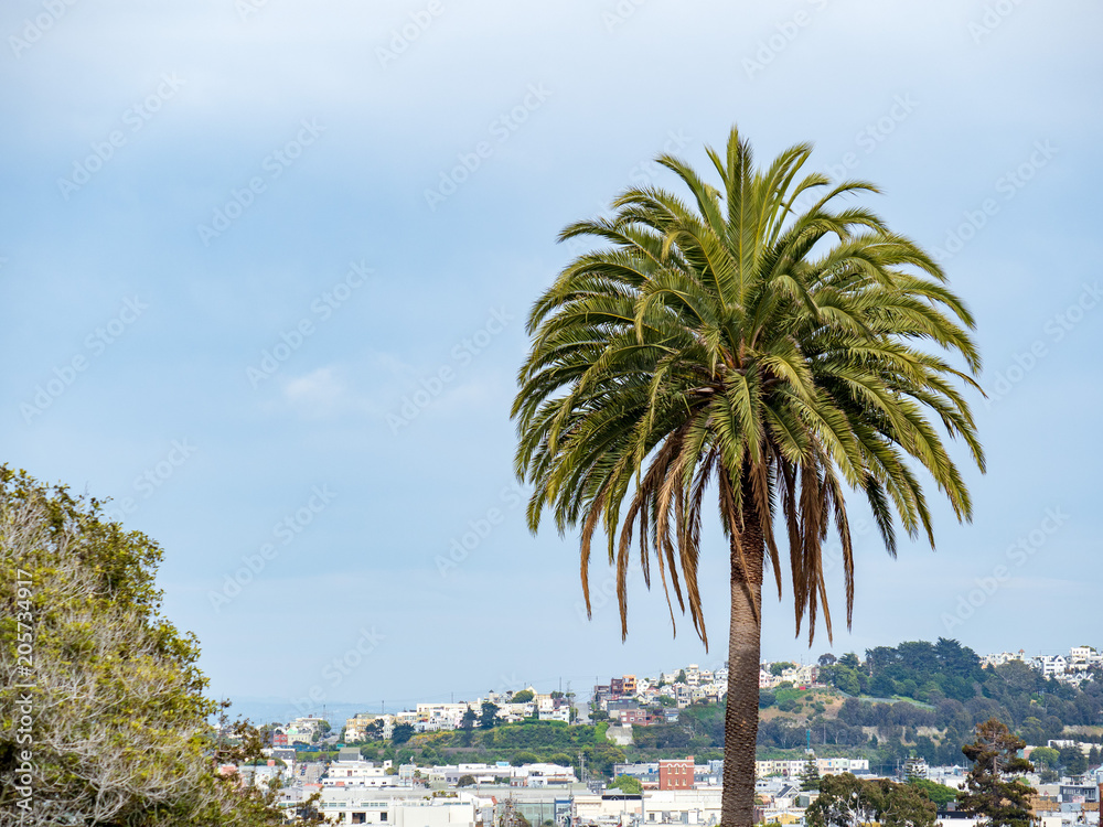 Palm tree hanging high in Dolores Park in San Francisco, CA