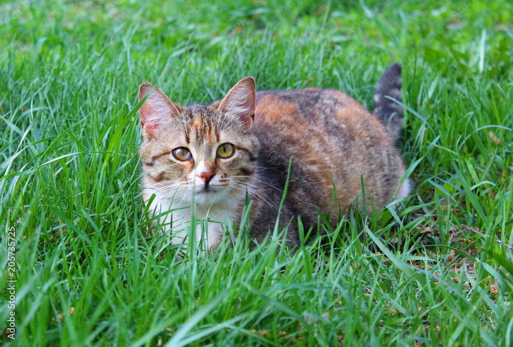 the cat on the grass