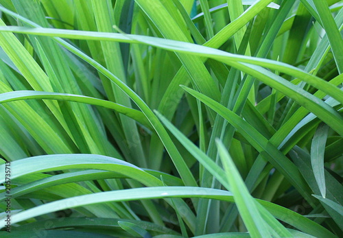 background green juicy long grass texture