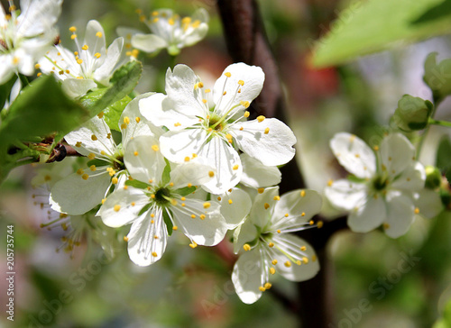 white flowers of a cherry tree in spring