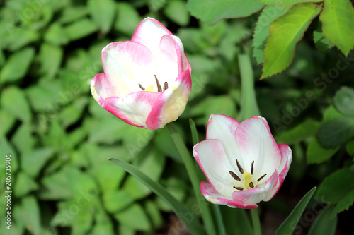 white tulips with a pink border