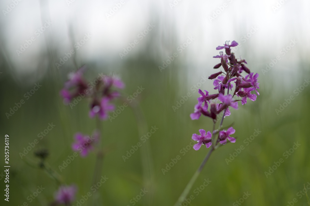 Fototapeta premium Flower on field