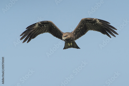 Bird hunter Black kite