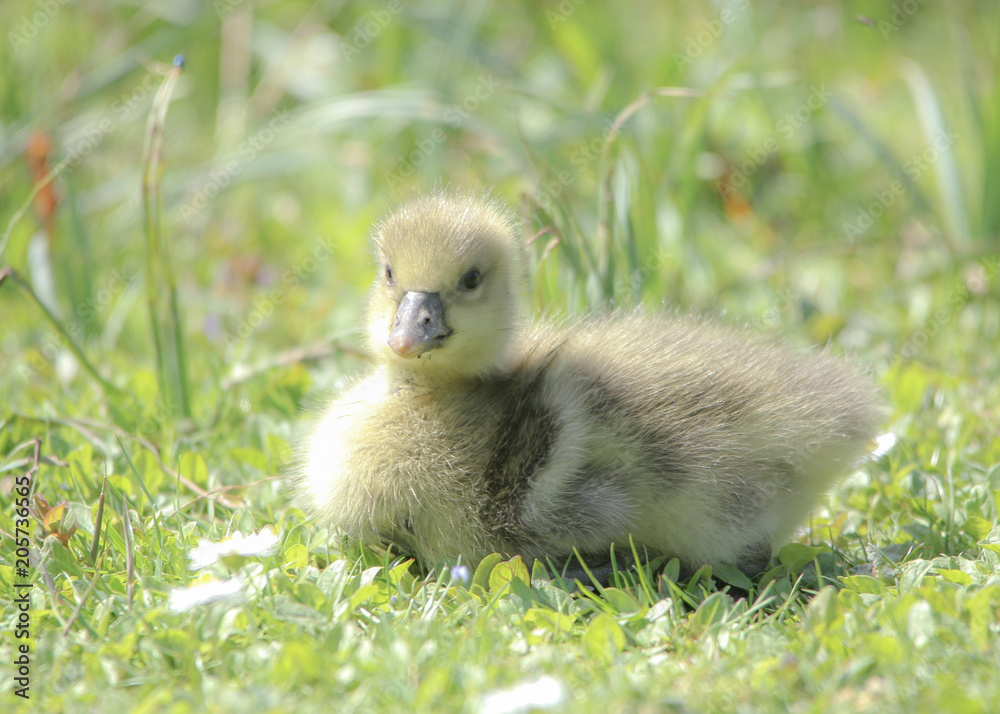 Gosling sitting on grass. Gosling is looking straight at camera and is highligted from the left. Gosling sitting on grass. Gosling is looking straight at camera and is highligted from the left.