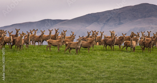 Group of wild Reindeer standing on hill in New Zealand