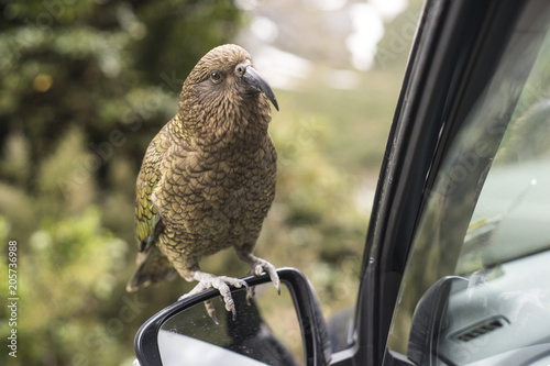 Kea bird on a car mirror in New Zealand, Milford Sounds