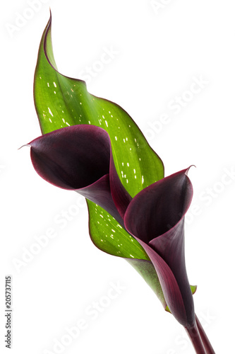Fototapeta Naklejka Na Ścianę i Meble -  Dark purple calla.