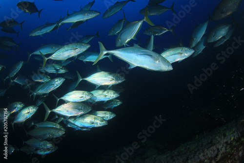 Tuna fish in ocean 