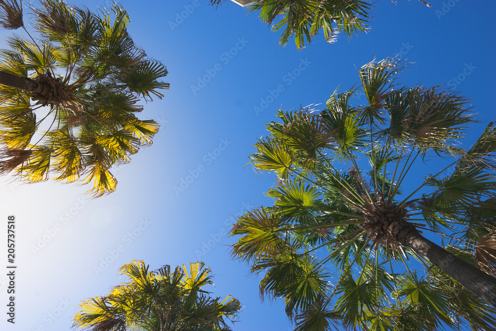 palm tree on clear blue sky background, perspective view from ground , idea for tropical summer, travel palm tree on clear blue sky background, perspective view from ground , idea for tropical summer, travel
