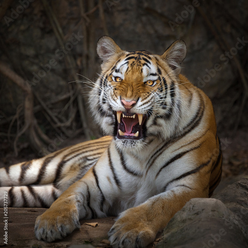 Fototapeta Naklejka Na Ścianę i Meble -  Angry tiger,Sumatran tiger (Panthera tigris sumatrae) beautiful animal and his portrait