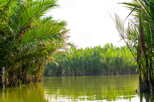 Tourists visit water coconut forest in Hoi An