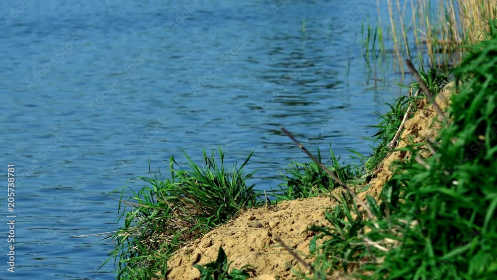 reeds growing out of the water, undulating reflection in the water reeds growing out of the water, undulating reflection in the water