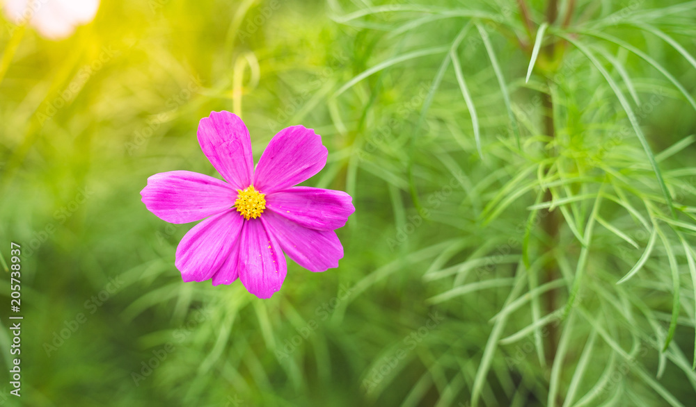 Fototapeta premium top view horizon fresh pink daisy flower in garden