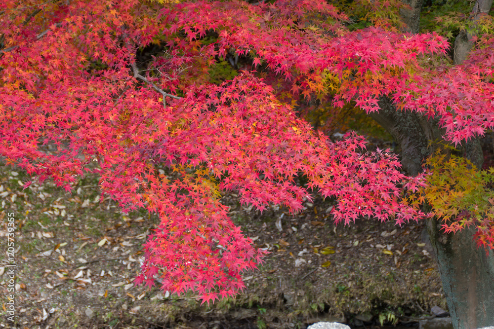 定光寺公園の紅葉／愛知県瀬戸市