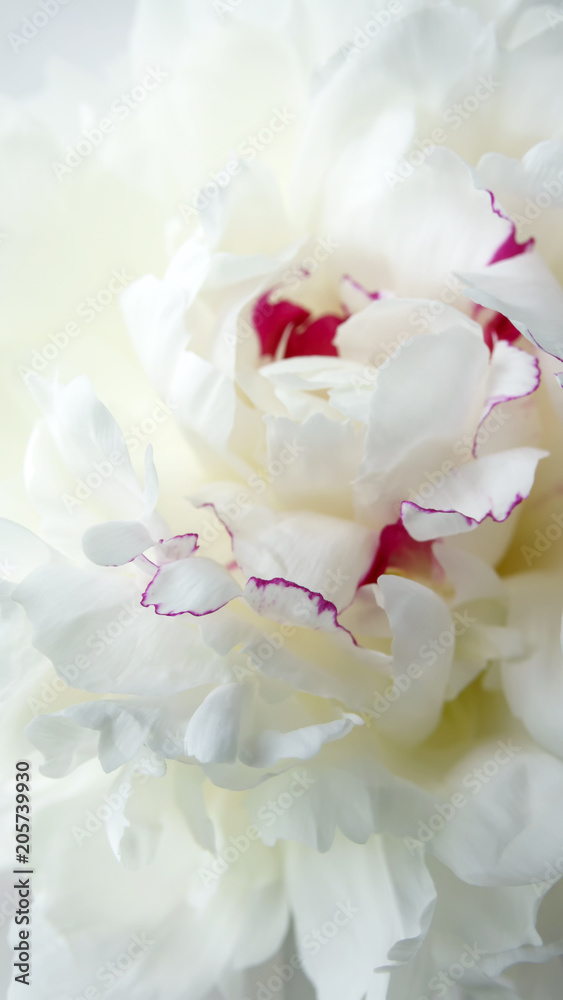 White peony flower close-up