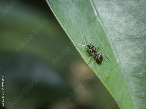 Ant on a leaf © Achraf Elmerouani