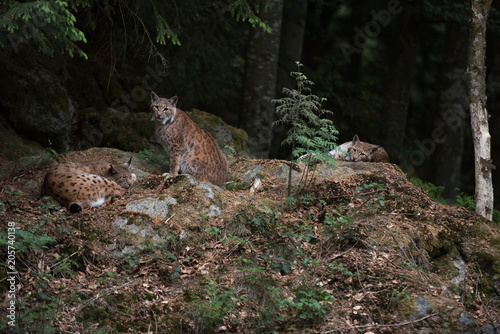 Lynx on the rock in Bayerischer Wald National Park, Germany © Miller_Eszter