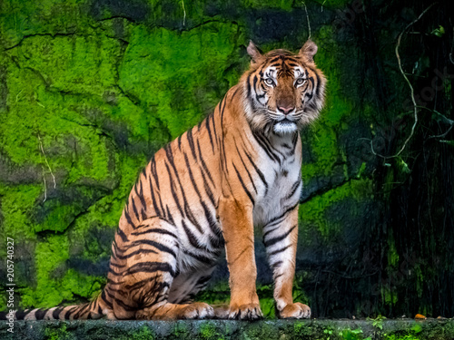 Beautiful Bengal tiger  queen tiger in forest show action nature.