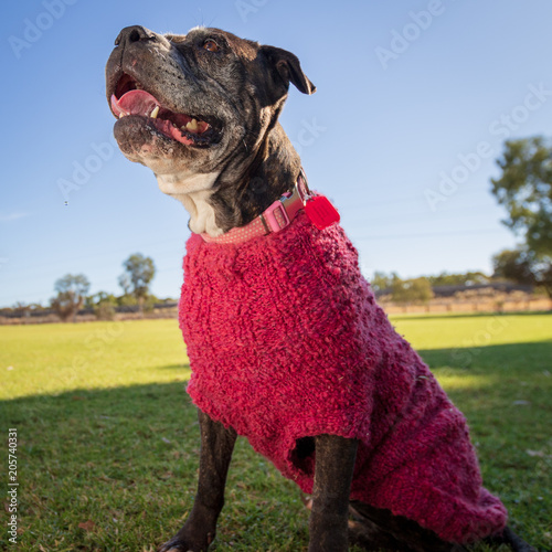 Maxine the happiest Boxer photo