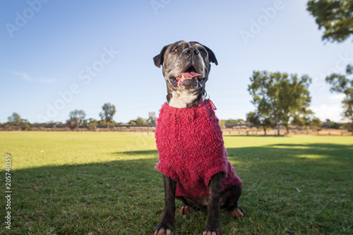 Maxine the happiest Boxer photo