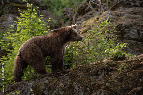 Brown bear in Bayerischer Wald National Park, Germany