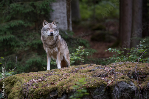 Wolf is standing on the rock in Bayerischer Wald National Park, Germany