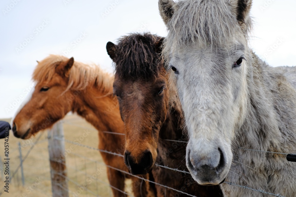 Fototapeta premium iceland pet