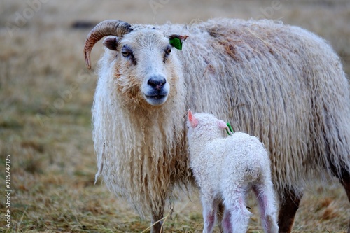 iceland mother sheep 