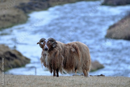 iceland sheep 