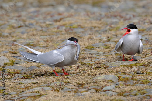 iceland bird