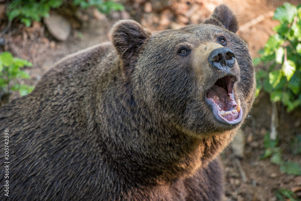 Brown bear portrait in Bayerischer Wald National Park, Germany